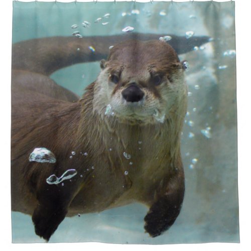 A cute Brown otter swimming in a clear blue pool Shower Curtain