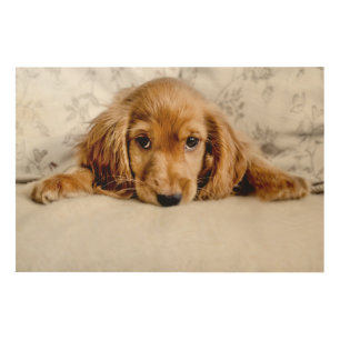 A Cute Cocker Spaniel Wood Wall Art