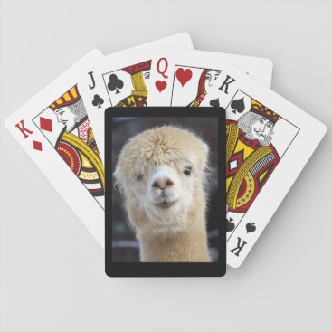 A cute fluffy face of an alpaca    playing cards