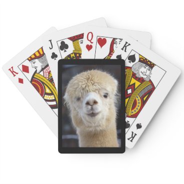 A cute fluffy face of an alpaca playing cards A cute fluffy face of an alpaca playing cards