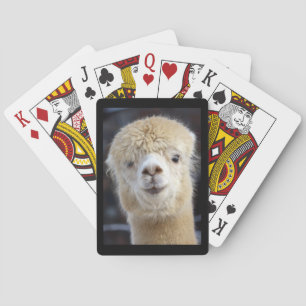 A cute fluffy face of an alpaca    poker cards