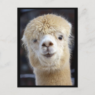 A cute fluffy face of an alpaca postcard