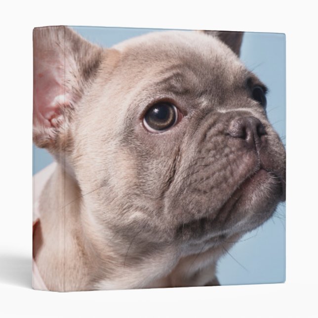 A Cute French Bulldog 3 Ring Binder (Front/Spine)