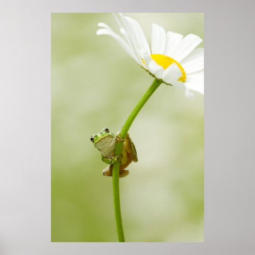 A Cute Frog Poster