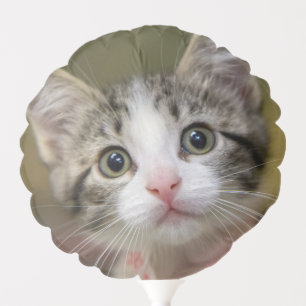 A cute kitten with green eyes balloon