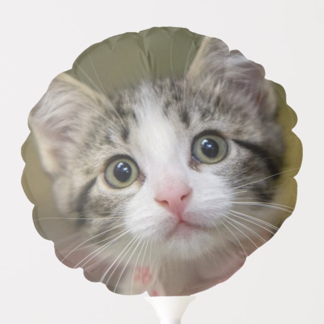 A cute kitten with green eyes balloon (Front)