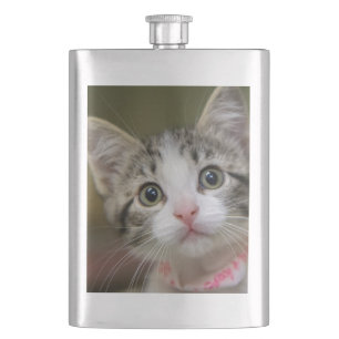 A cute kitten with green eyes flask