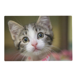 A cute kitten with green eyes placemat