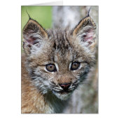 A Cute Little Canadian Lynx Kitten (Front)
