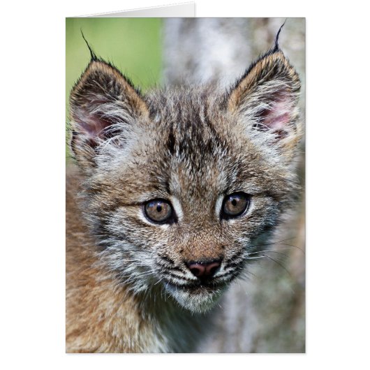 A Cute Little Canadian Lynx Kitten (Front)