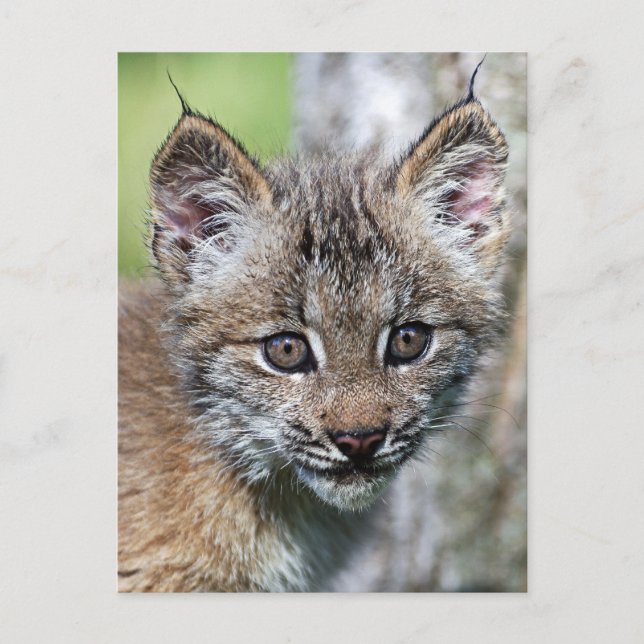 A Cute Little Canadian Lynx Kitten Postcard (Front)