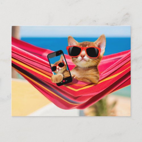 A cute little cat was lying in a hammock postcard