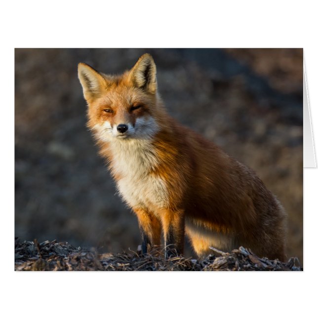 A Cute Little Fox Cards (Front Horizontal)