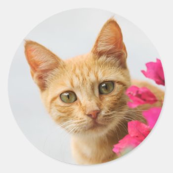 A Cute Red Tabby Kitten Is Watching You. Classic Round Sticker by Kathom_Photo at Zazzle