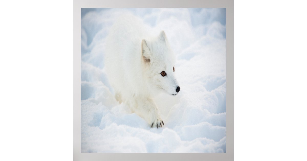 Elegant Beige Reykjavik Scarf - Arctic Fox - Woo