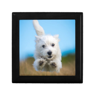 A Cute West Highland Terrier Puppy Running Jewelry Box