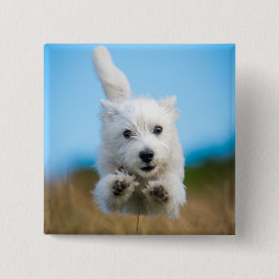 A Cute West Highland Terrier Puppy Running Pinback Button