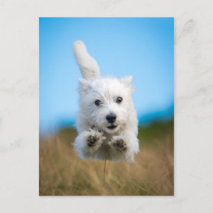 A Cute West Highland Terrier Puppy Running Postcard