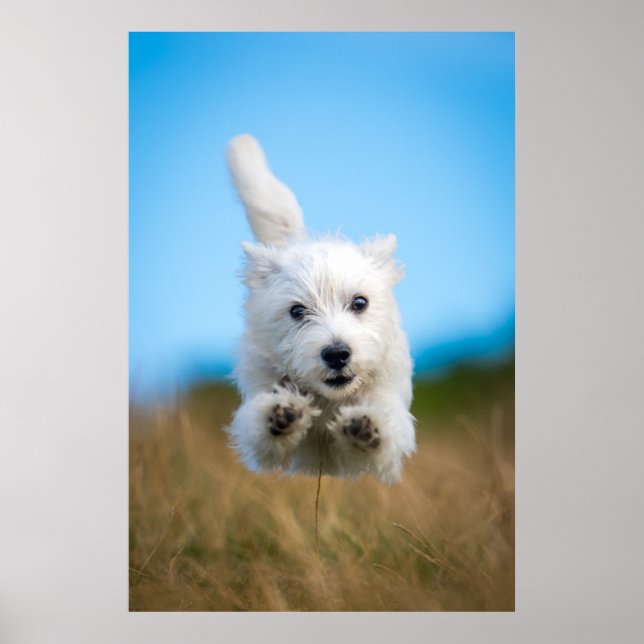 A Cute West Highland Terrier Puppy Running Poster (Front)