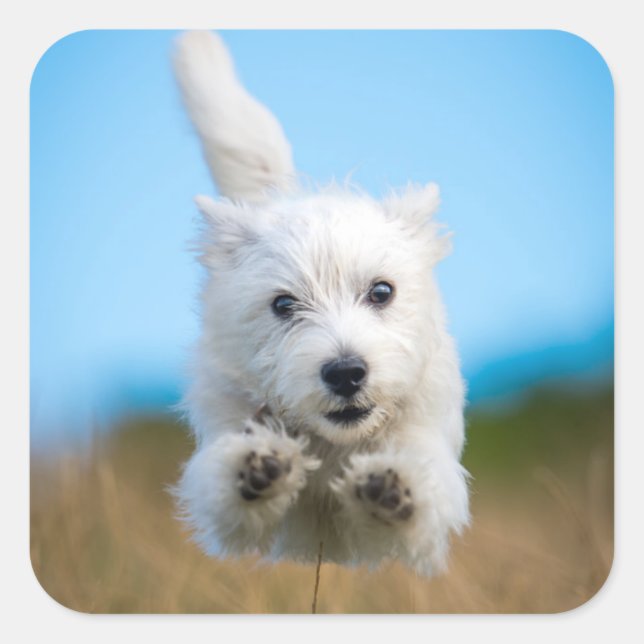 A Cute West Highland Terrier Puppy Running Square Sticker (Front)