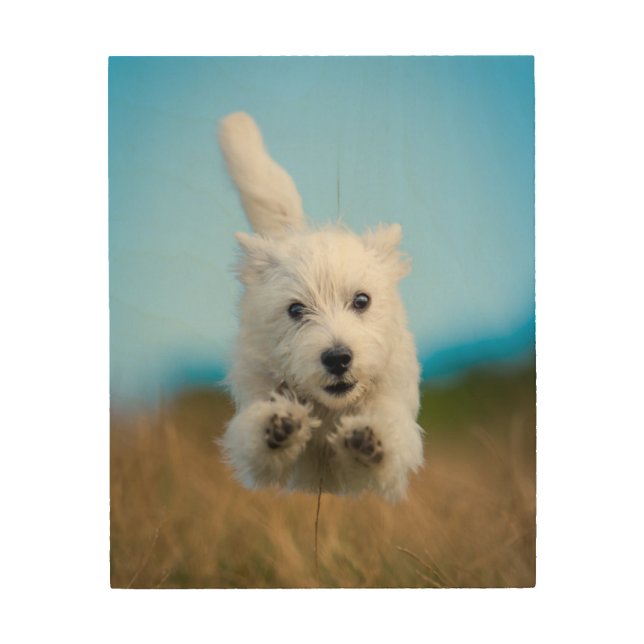 A Cute West Highland Terrier Puppy Running Wood Wall Art (Front)
