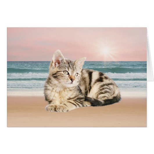 A Cuter Striped Cat Sitting on Beach with sunset (Front Horizontal)