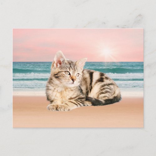 A Cuter Striped Cat Sitting on Beach with sunset Postcard