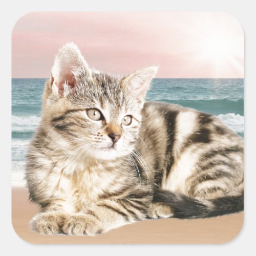 A Cuter Striped Cat Sitting on Beach with sunset Square Sticker