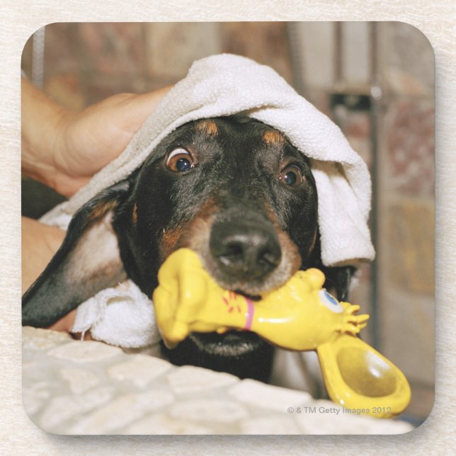 A dachshund being bathed. drink coaster (Front)
