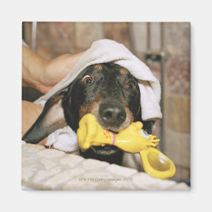 A dachshund being bathed. magnet