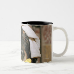 A dachshund being bathed. Two-Tone coffee mug