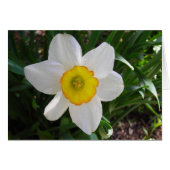 A daffodil beauty (Front Horizontal)
