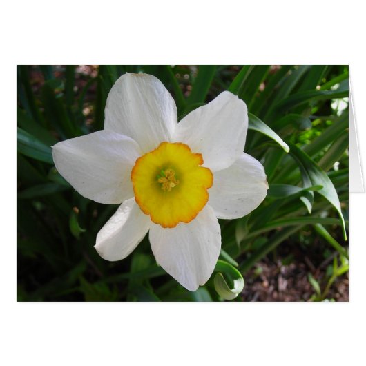 A daffodil beauty cards (Front Horizontal)