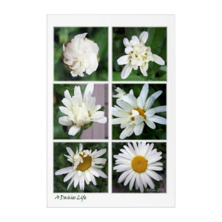 A Daisies Life Acrylic Print