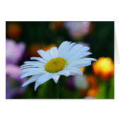 A Daisy a Day! (Front Horizontal)