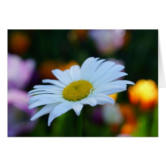 A Daisy a Day! Cards (Front Horizontal)