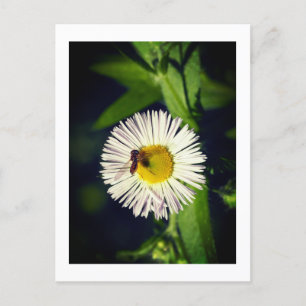 A daisy fleabane flower and a bee Holiday Postcard