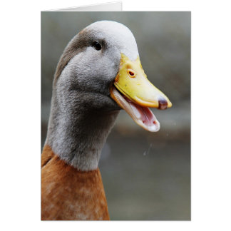 A DANDY DUCK