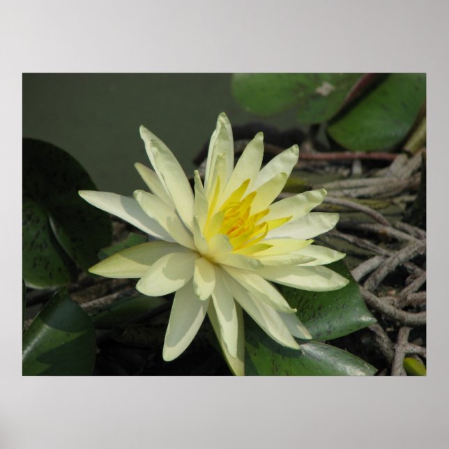 A Day at the Pond Poster (Front)