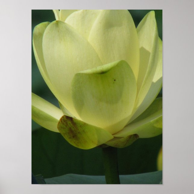 A day at the pond series poster (Front)