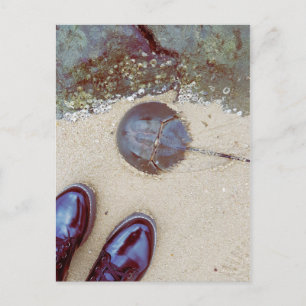 "A Day At The Seaside" - Horseshoe Crab Postcard