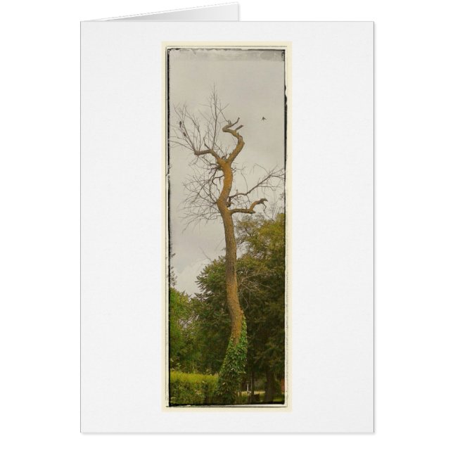 A dead Tree Cards (Front)