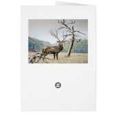 A Deer And A Bluebird Cards (Back)