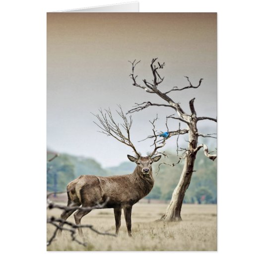 A Deer And A Bluebird Cards (Front)