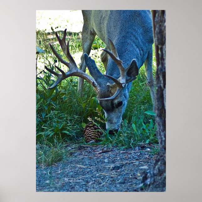 A Deer Grazing 2 Poster (Front)