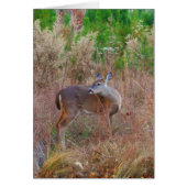 A Deer in the Tall Grass (Front)