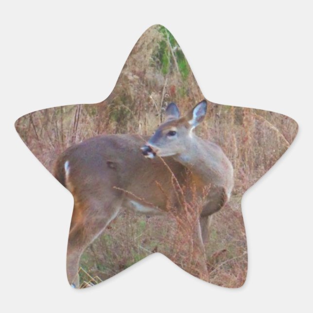A Deer in the Tall Grass Star Sticker (Front)