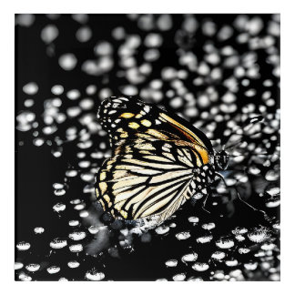 A delicate butterfly with drops of dew acrylic print