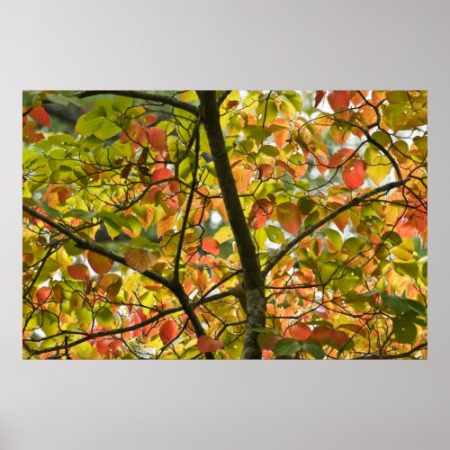 A Delicate Transition Of Autumn Leaves Poster
