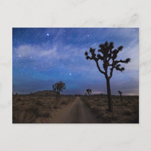 A Desert Road and Joshua Trees at Night Postcard